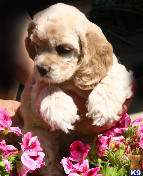 Puppies in Sacramento